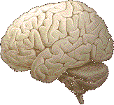 brain.gif (8475 bytes)