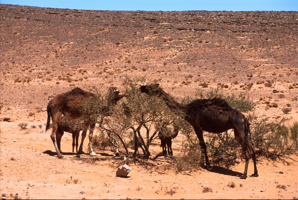 R3.34 Wild Camels.jpg (331524 bytes)