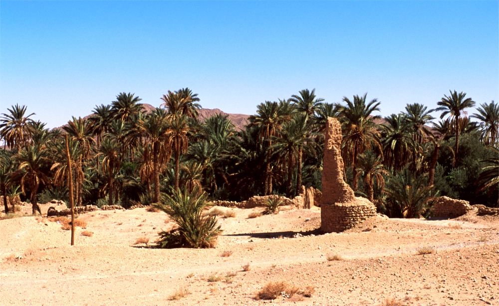 R4.10 Watchtower Ruins+Palms (h).jpg (247048 bytes)