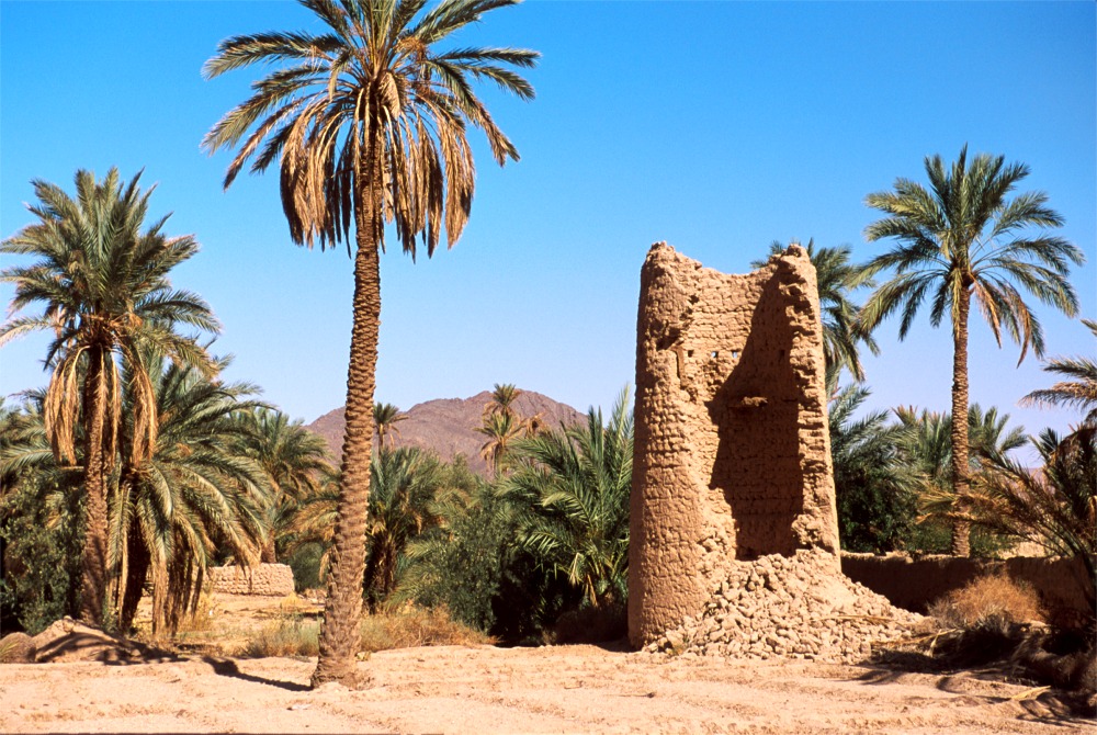 R4.20 Watchtower+Palms! (h).jpg (282653 bytes)