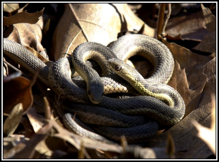 TwoSnakes1s.jpg (96384 bytes)